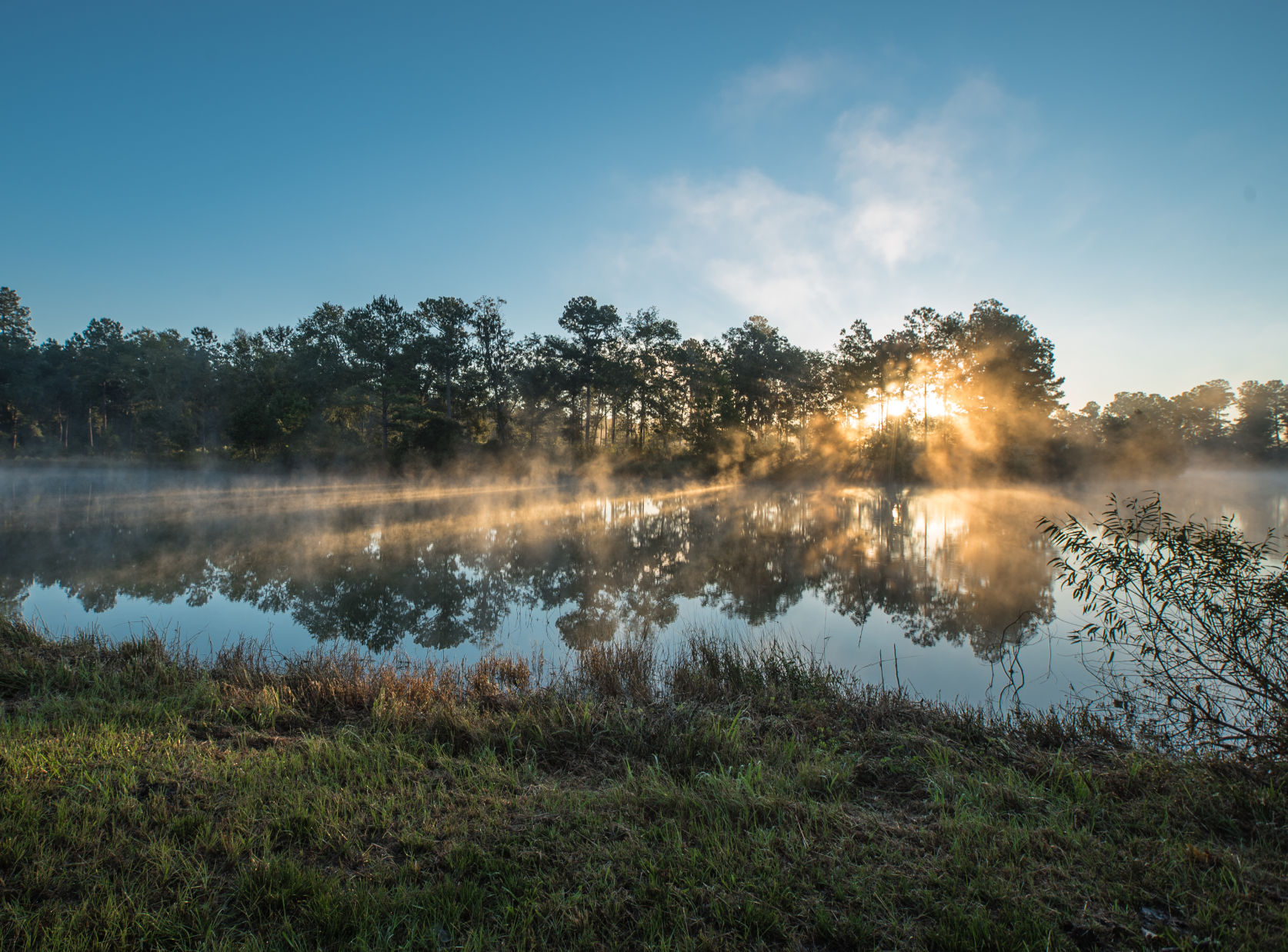 Charleston Woodlands